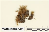 藏品(珠苔科)的圖片